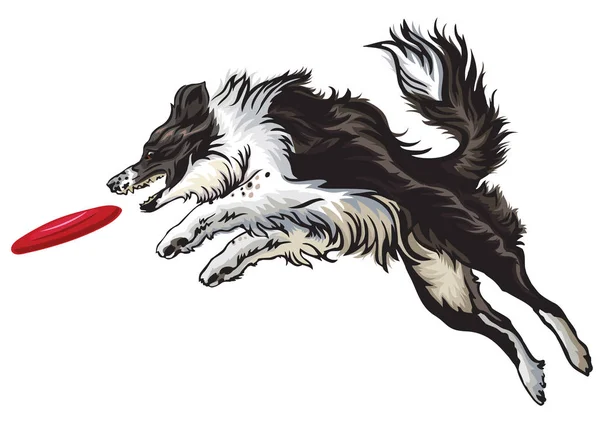 Fronteira collie jogar frisbee — Vetor de Stock