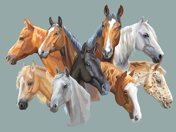 Set of horses breeds