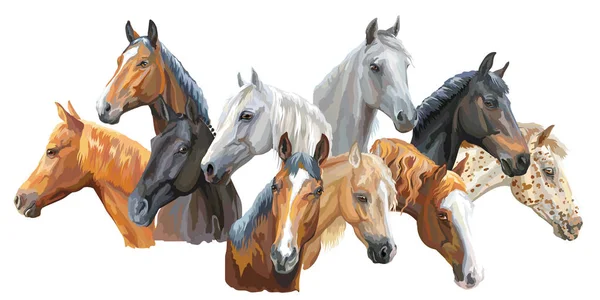 Conjunto de razas de caballos3 — Archivo Imágenes Vectoriales