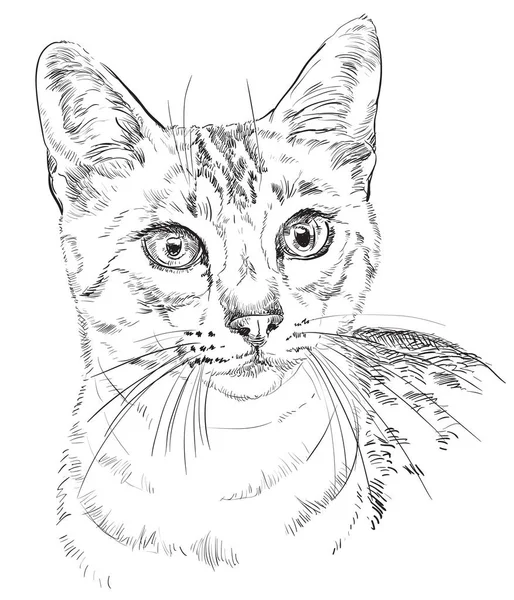 Chat mau égyptien — Image vectorielle