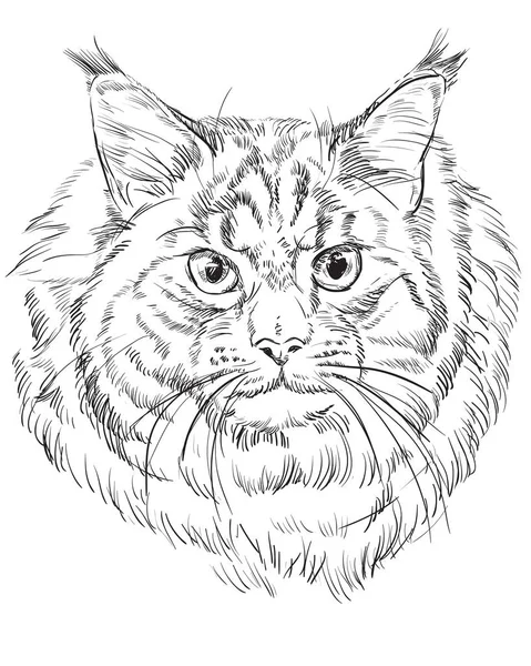 Maine Coon gato — Vector de stock