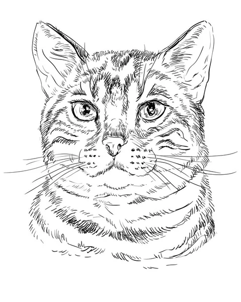 Gato monocromo de Bengala — Vector de stock