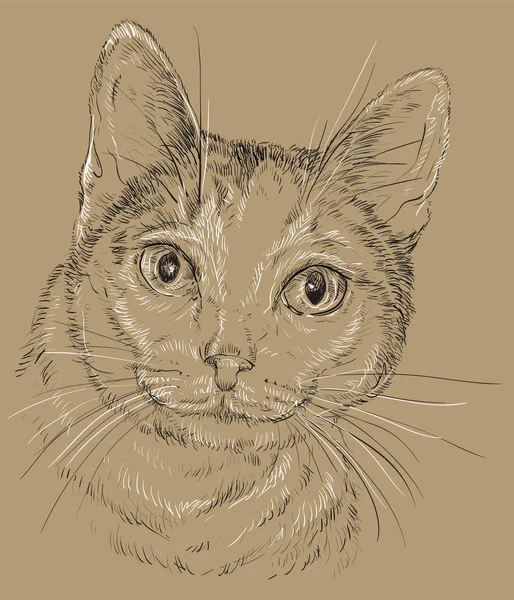 Gato de color blanco y gris en fondo marrón — Archivo Imágenes Vectoriales