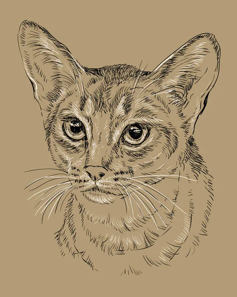 Abessinier katt på brun bakgrund — Stock vektor
