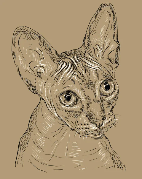 Sphynx Katze auf braunem Hintergrund — Stockvektor