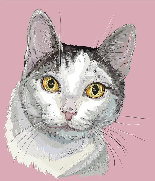 Couleur blanc et gris chat coloré — Image vectorielle