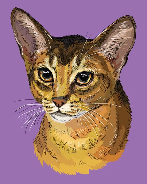Bunte abyssinische Katze — Stockvektor
