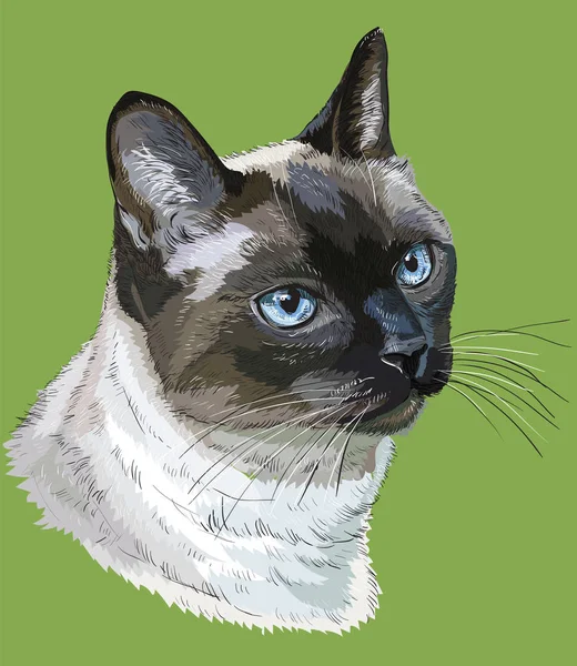 カラフルなタイ猫 — ストックベクタ