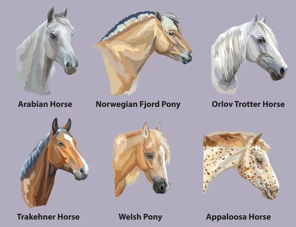 Set of portraits of horses breeds — Stock Vector