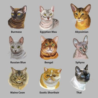 Kedi doğurmak portreleri kümesi