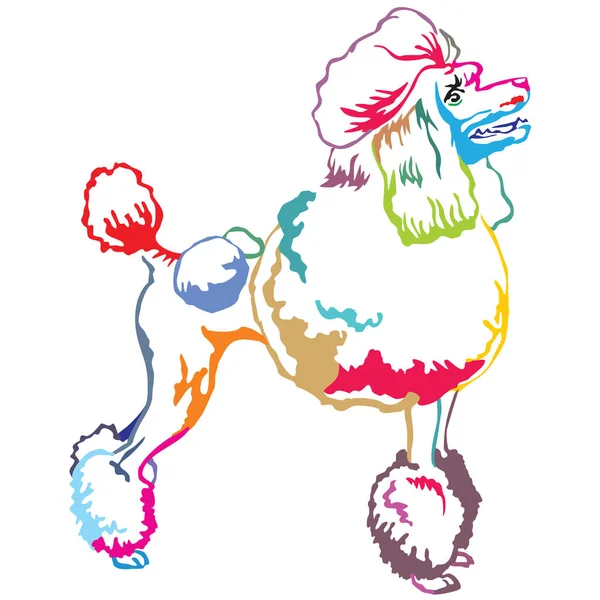 Retrato de pé decorativo colorido de Poodle vector illustrat — Vetor de Stock