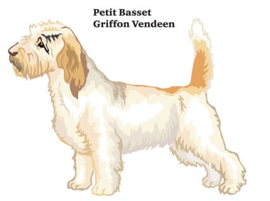 Petit Basset Griffon Ven renkli dekoratif ayakta portresi