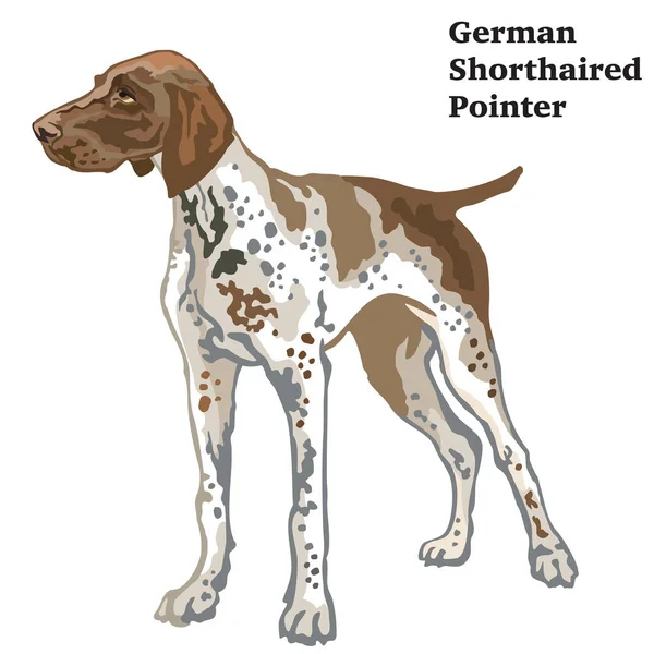 Färgade dekorativa stående porträtt av tyska korthårig punkt — Stock vektor