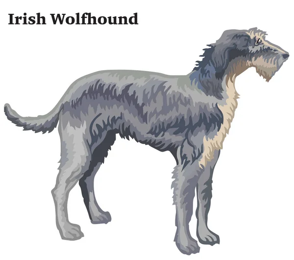 รูปภาพตกแต่งสีของเวกเตอร์ Wolfhound ไอริช i — ภาพเวกเตอร์สต็อก