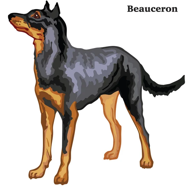 Retrato de pé decorativo colorido de cão Beauceron vetor doente —  Vetores de Stock