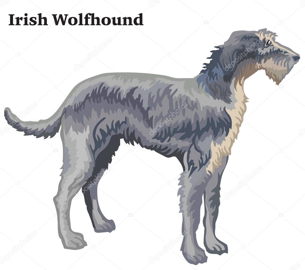 Colored decorative standing portrait of Irish Wolfhound vector i