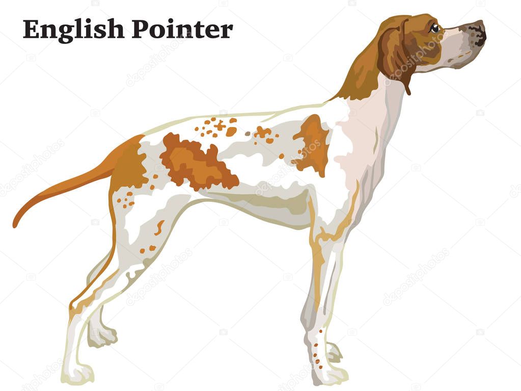 Colored decorative standing portrait of dog Pointer vector illus