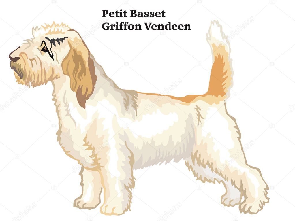 Colored decorative standing portrait of Petit Basset Griffon Ven