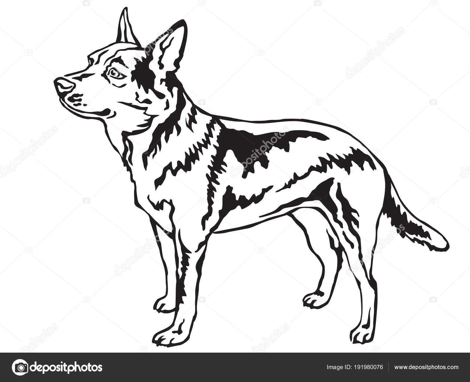 Download Decorative standing portrait of Australian Cattle Dog ...