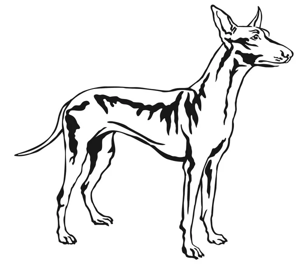 Διακοσμητικά στέκεται πορτρέτο του illustratio διανύσματος κυνηγόσκυλο του Φαραώ — Διανυσματικό Αρχείο