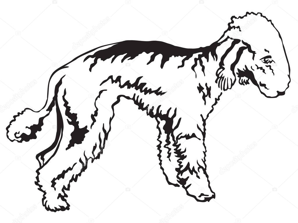 Decorative standing portrait of Bedlington Terrier vector illust