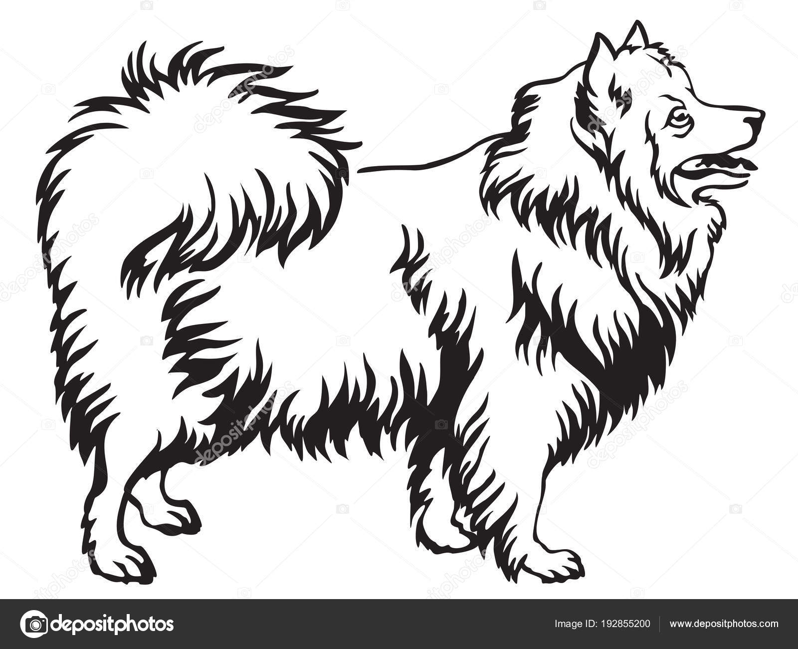 Decorative Standing Portrait Of Japanese Spitz Vector Illustrati Stock Vector Image By C Alinart