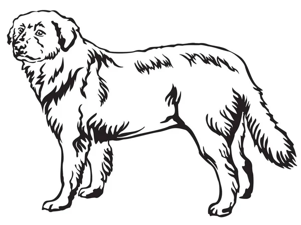Retrato de pé decorativo de Maremma Sheepdog vector illustra —  Vetores de Stock