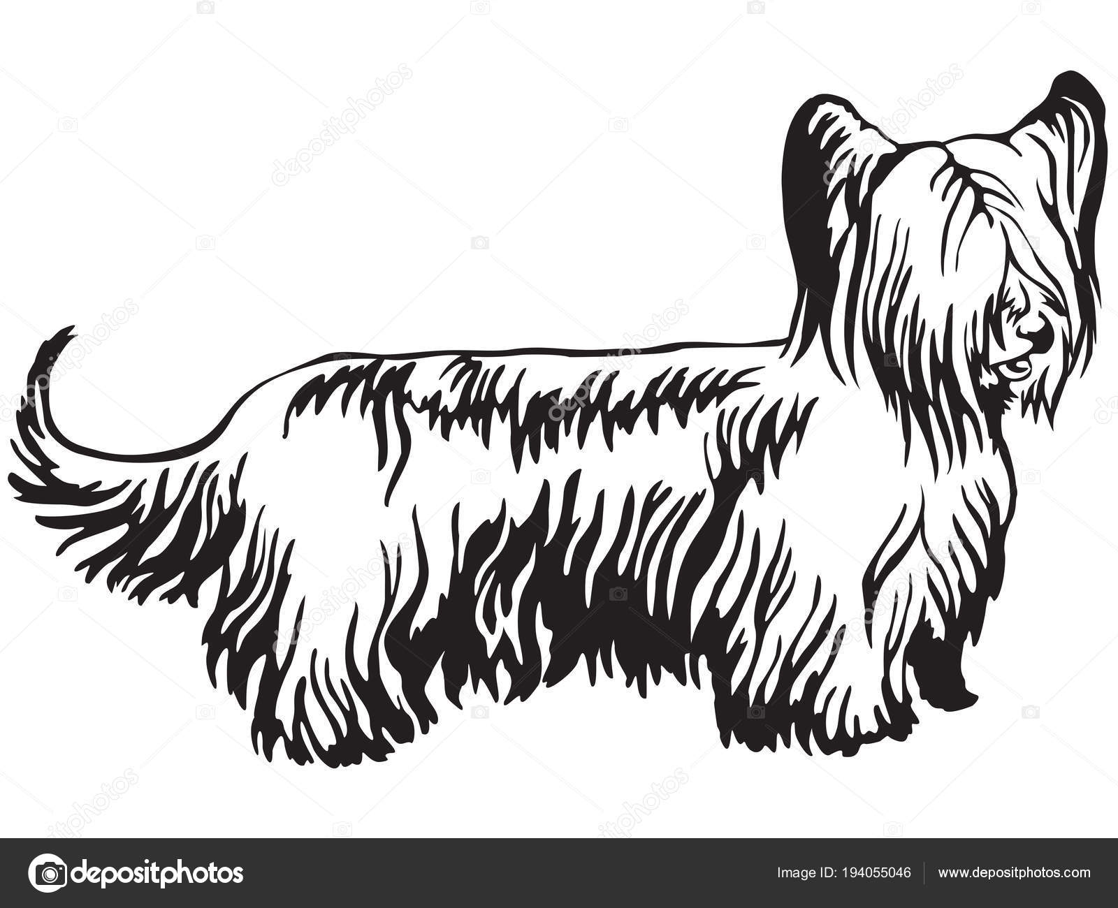 ᐈ Skye Terrier Stock Pics Royalty Free Skye Terrier Vectors Download On Depositphotos