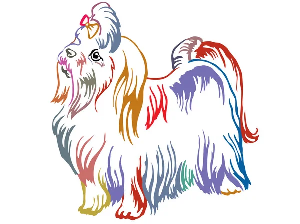 Colorful decorative standing portrait of Maltese dog vector illu — Stock Vector