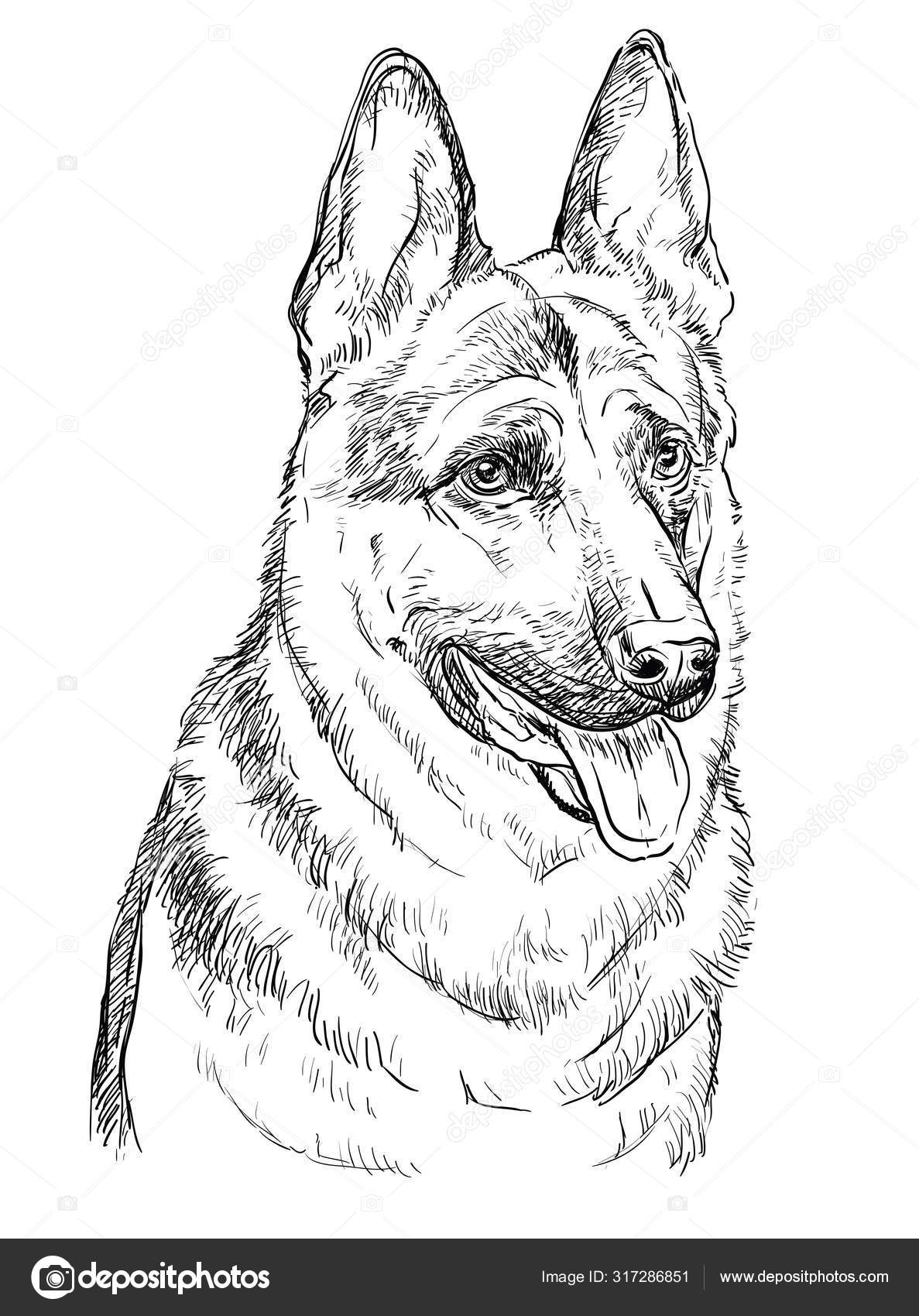 Dessin Berger Allemand  Dessin De Chien A Imprimer Luxe Photos
