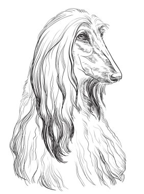 Afghan Hound vector hand drawing portrait clipart