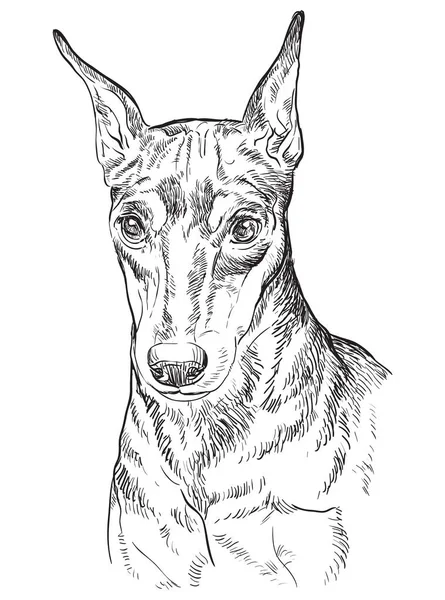 Pinscher miniatura vettoriale mano disegno ritratto — Vettoriale Stock