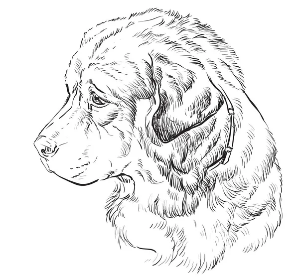 Kavkazský ovčák Pes vektor ruční kreslení portrét — Stockový vektor
