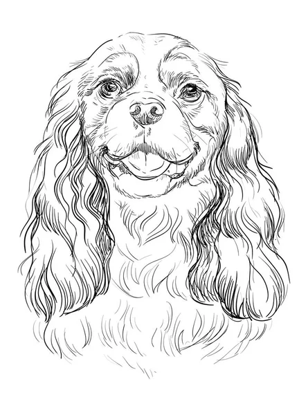 Cavaleiro Rei Charles Spaniel vetor mão desenho retrato —  Vetores de Stock