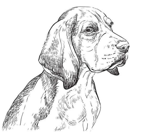 Beagle vektor ruční kreslení portrét — Stockový vektor