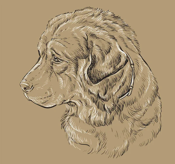 Beyazlı Kafkas Çoban Köpeği vektör eli portre çiziyor — Stok Vektör