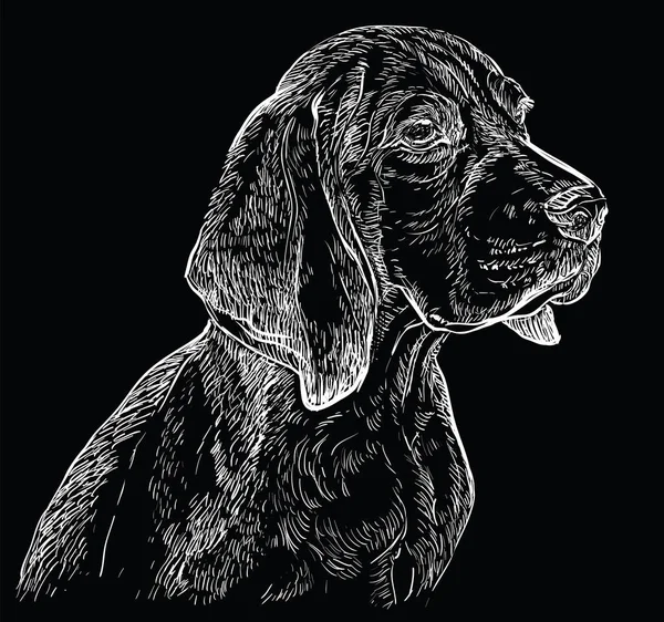 Negro Beagle vector dibujo a mano retrato — Vector de stock