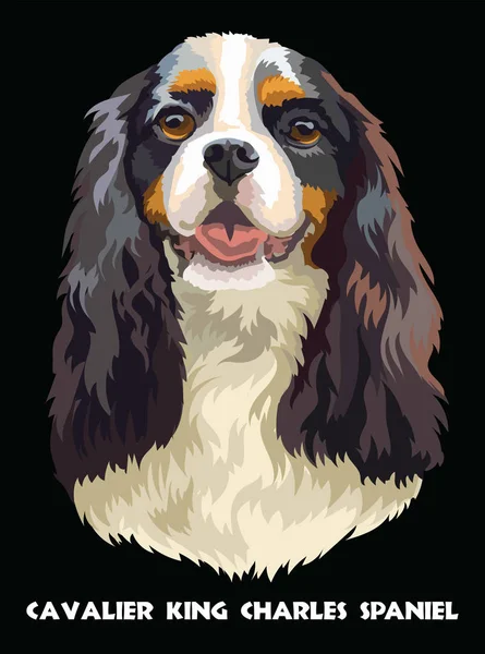 Rey Cavalier Charles Spaniel retrato vector colorido — Vector de stock