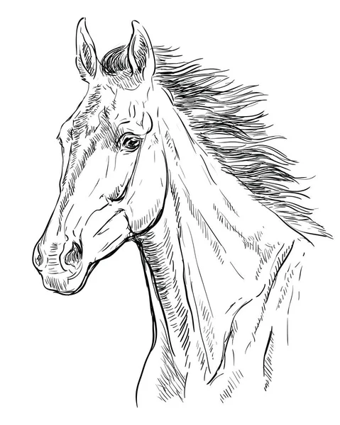 Caballo retrato vector 23 — Archivo Imágenes Vectoriales