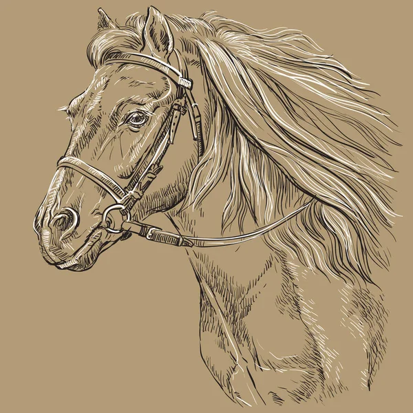Портрет коня коричневий 21 — стоковий вектор