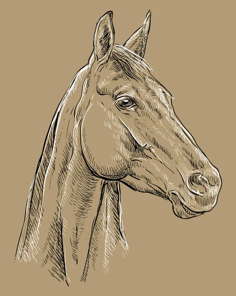 Paardenportret bruin 25 — Stockvector