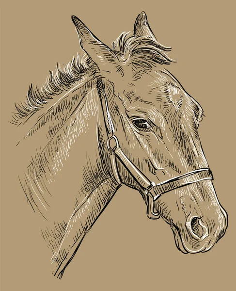 Портрет коня коричневий 26 — стоковий вектор