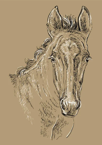 Retrato do cavalo árabe. cabeça de cavalo no perfil na cor monocromática  isolada no fundo branco. ilustração em vetor desenho a mão