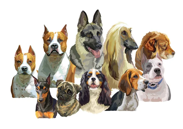 Big and small dog breeds — Stock Vector