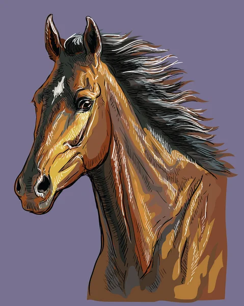 Ručně kreslící vektor portrétu koně 23 — Stockový vektor