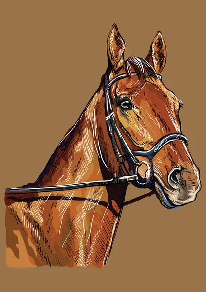 Dibujo a mano caballo retrato vector 22 — Vector de stock