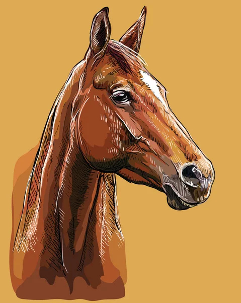 Hand drawing horse portrait vector 25 — Stock Vector