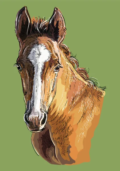 Vettore ritratto cavallo disegno a mano 29 — Vettoriale Stock