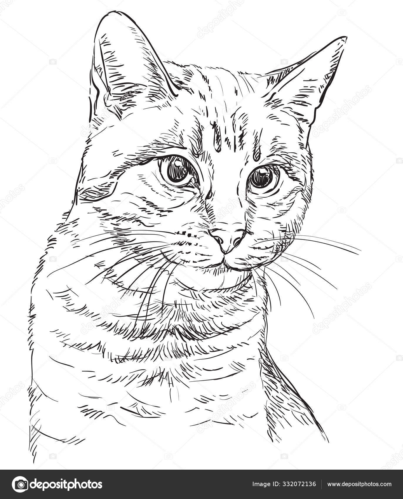 Ilustração de desenho vetorial realista de gato doméstico o sinal do gato