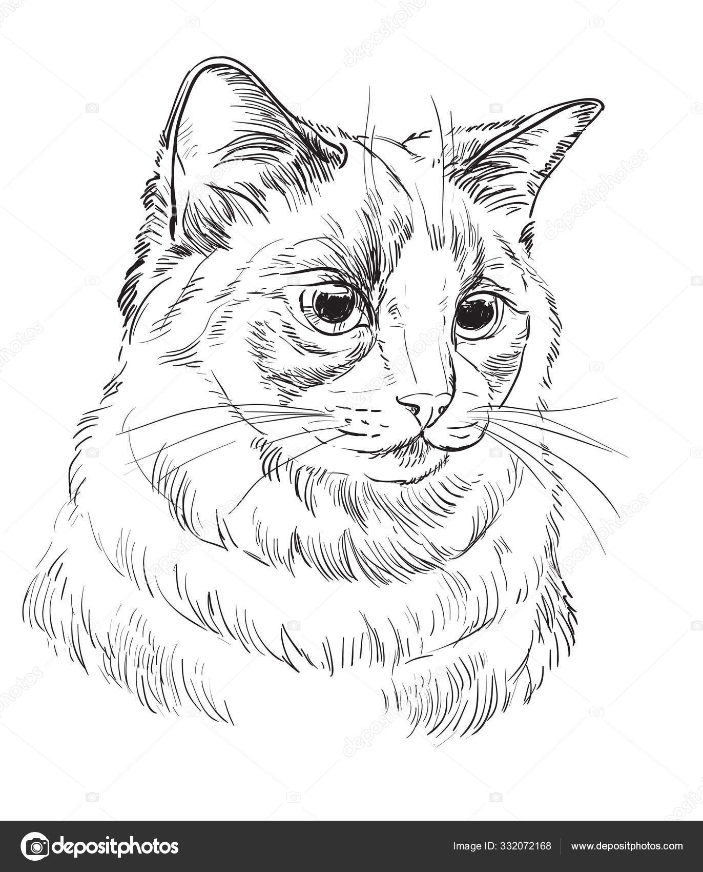 Ilustração de desenho vetorial realista de gato doméstico o sinal do gato